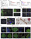 Spatial relationships and interaction between tumor-infiltrating lymphocyte