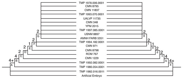 Strict consensus tree based the 13 MPTs recovered for the reduced binary data set.