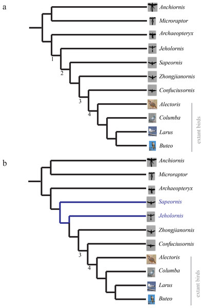 Phylogenies.