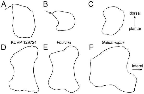 Comparative outline drawings of neosauropod metatarsals I in proximal (A–C) and dorsal view (D–F).