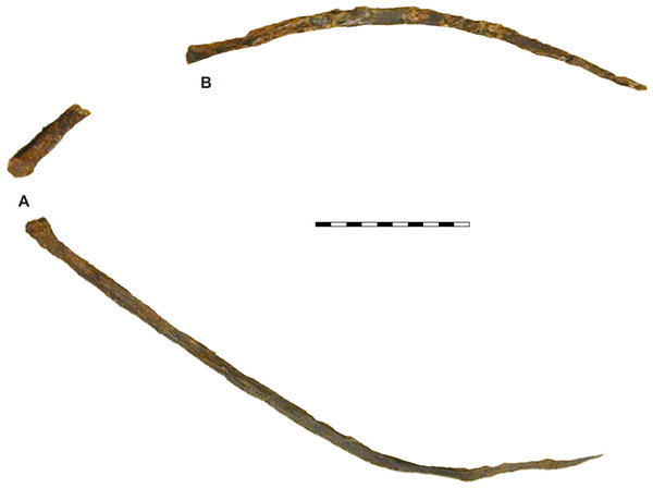 Hyoids of Allosaurus jimmadseni.