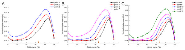 Vertical displacement changes of the markers in the mallard’s toes in a stride cycle (speed = 3.0 km/h, 12 stride cycles totally).