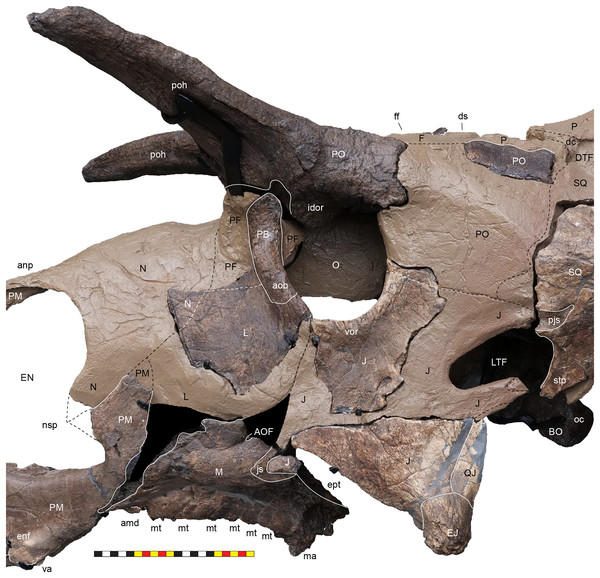 Left circumorbital region of Lokiceratops rangiformis n. gen et n. sp. (EMK 0012).