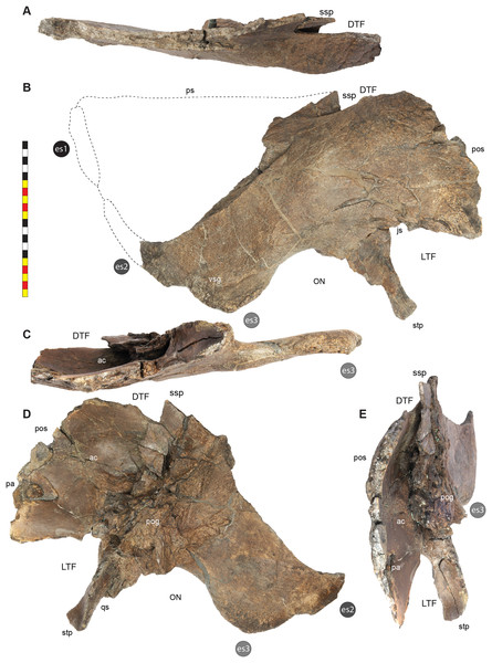 Right squamosal of Lokiceratops rangiformis n. gen et n. sp. (EMK 0012).