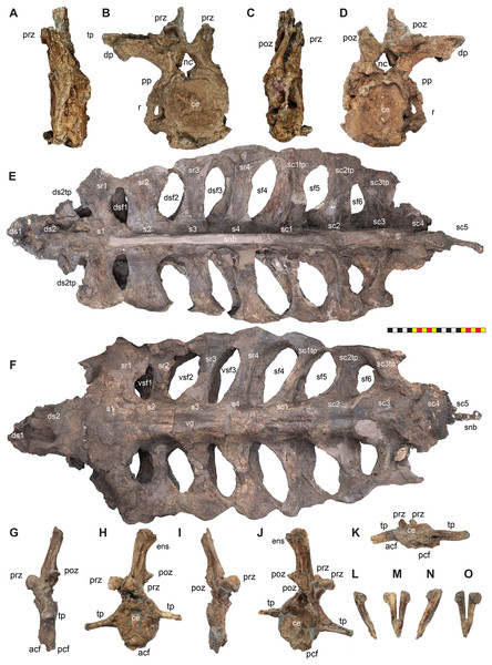 Axial elements of Lokiceratops rangiformis n. gen et n. sp. (EMK 0012).