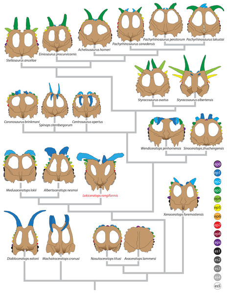 Comparisons of the known frills of centrosaurines.