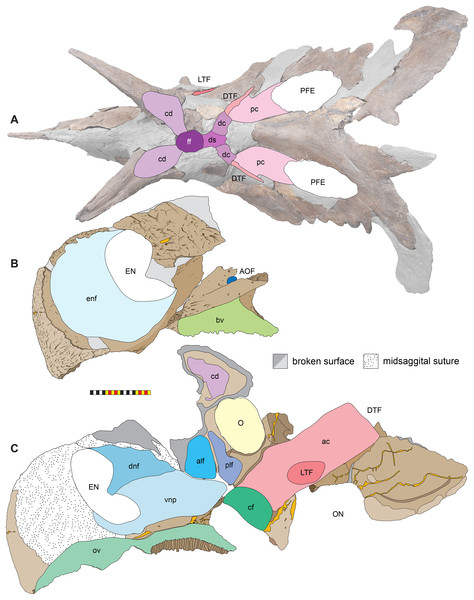 Major openings, pneumaticity and internal passageways in the skull of Lokiceratops rangiformis n. gen et n. sp. (EMK 0012).