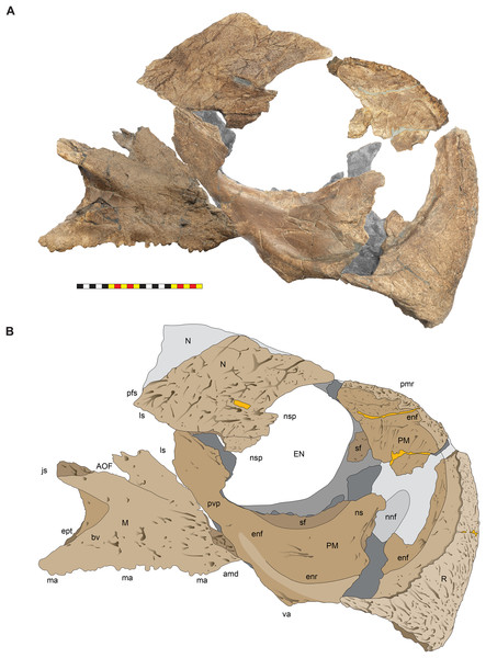 Right circumnarial region of Lokiceratops rangiformis n. gen et n. sp. (EMK 0012).