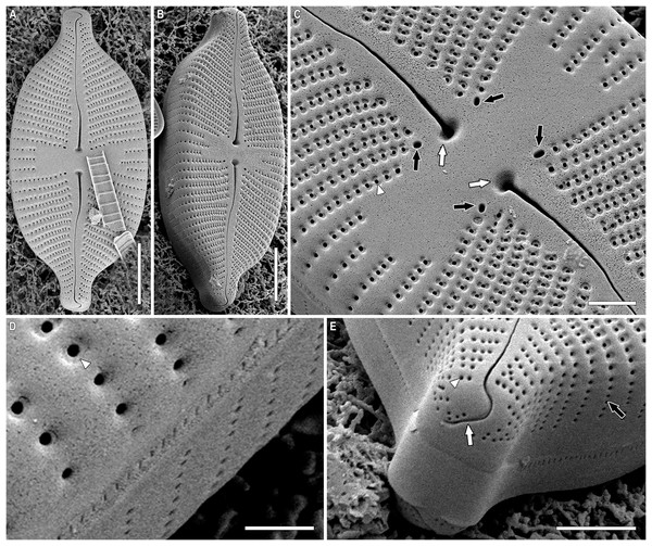 (A–E) Placoneis elinae sp. nov. Sample 13899 (corresponds material in the slide no. 13899).