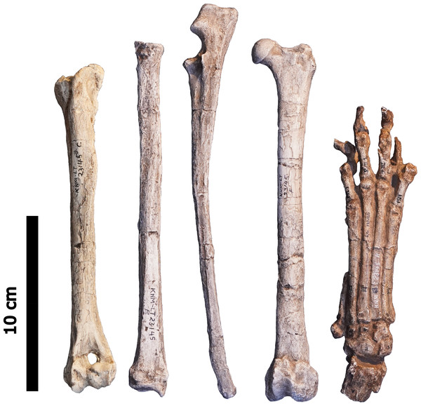 The left anterior humerus, left anterior radius, left lateral ulna, left anterior femur and dorsal right manus of specimen KNM-LT 23145 (Ictitherium ebu).