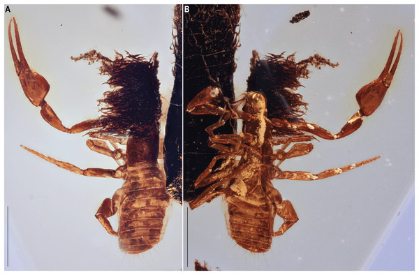 Hya fynni sp. nov., holotype ♀ (CNU-PSE-MA2016010), dorsal (A) and ventral (B) habitus.
