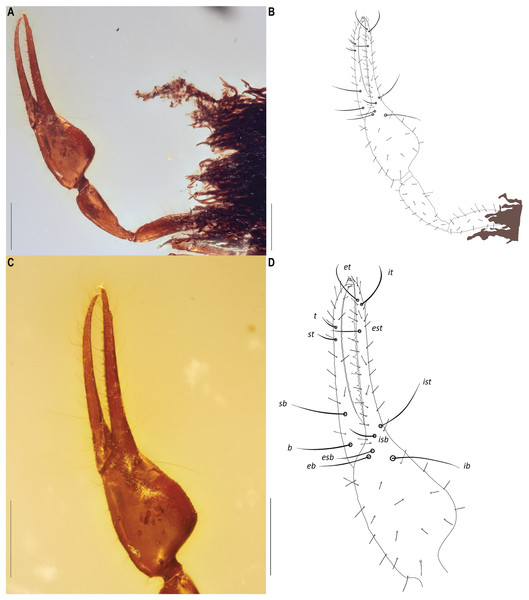 Hya fynni sp. nov., holotype ♀ (CNU-PSE-MA2016010), dorsal left pedipalp (A, B) and dorsal left chela (C, D) as photographs (A, C) and drawings (B, D).