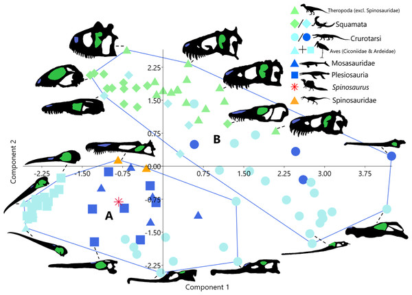 Morphospace plot of principal component scores as in Fig. 1, showing instead unsupervised cluster analysis groupings.