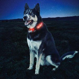 NiteIze NiteDawg LED Dog Collar Red Medium