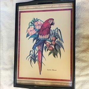 Vintage SCARLET MACAW Wooden Tray