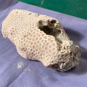 SALE!! ⚡️host pick⚡️Honeycomb coral rock.  3