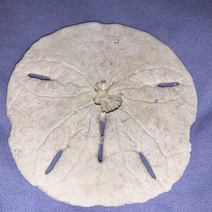 Flat sea urchin or sand dollar #4.