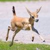 ajumpinggazelle