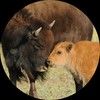 bison4mom