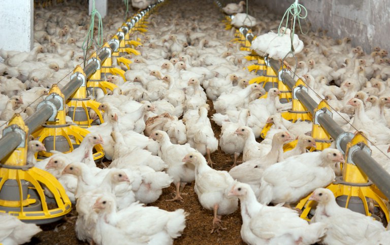 África do Sul aplica imposto de 265% a carne de frango do Brasil sob acusação de dumping