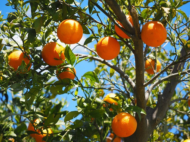 MPF pede indenização de R$ 12 bilhões contra o ‘cartel do suco de laranja’