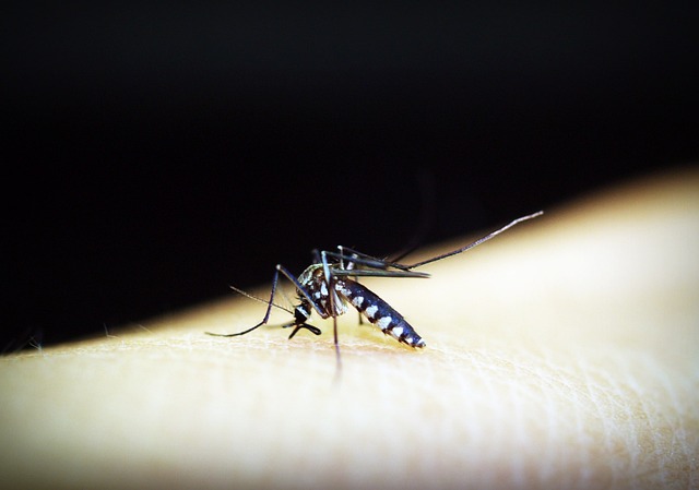 Embaixada dos EUA emite alerta para viajantes sobre dengue no Brasil