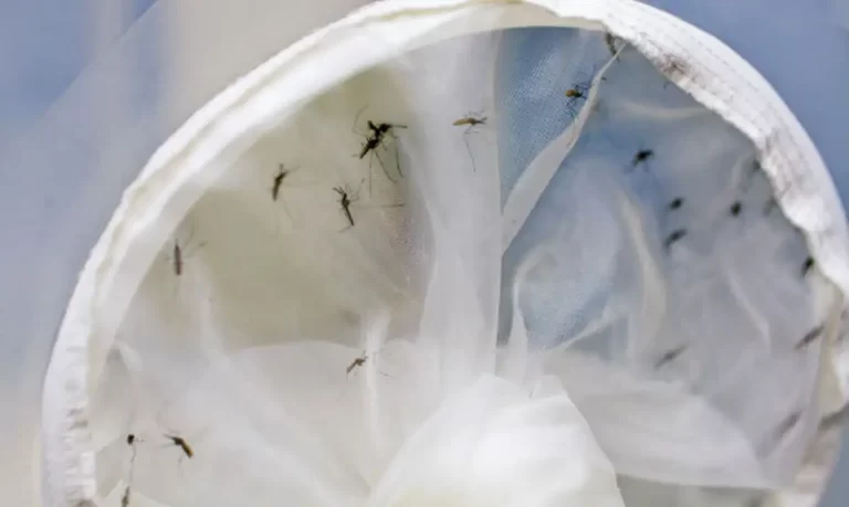 Brasil se aproxima de 400 mortes por dengue; Estados decretam emergência