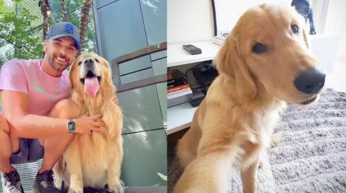 Cachorro Golden morre após falha no transporte aéreo da Gol em Guarulhos