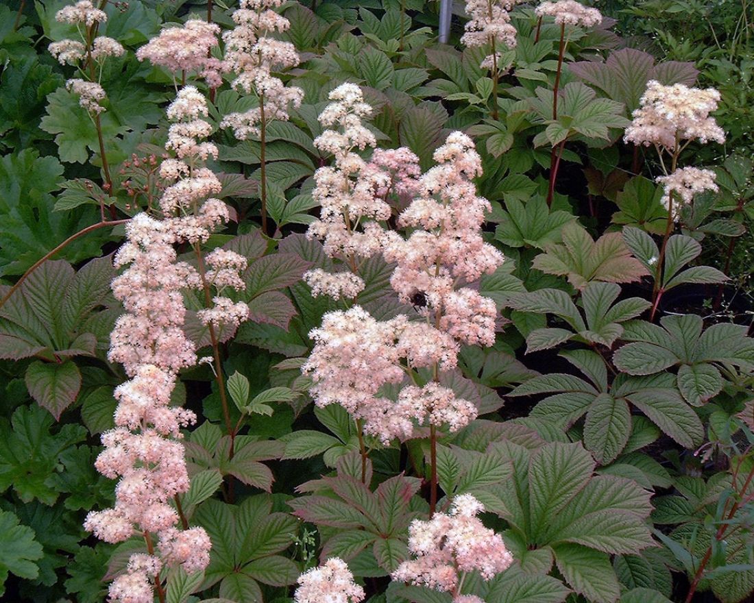 Rodgersia Pinnata Chocolate Wings Schout Bij Nacht Kijkblad De Tuinen Van Appeltern