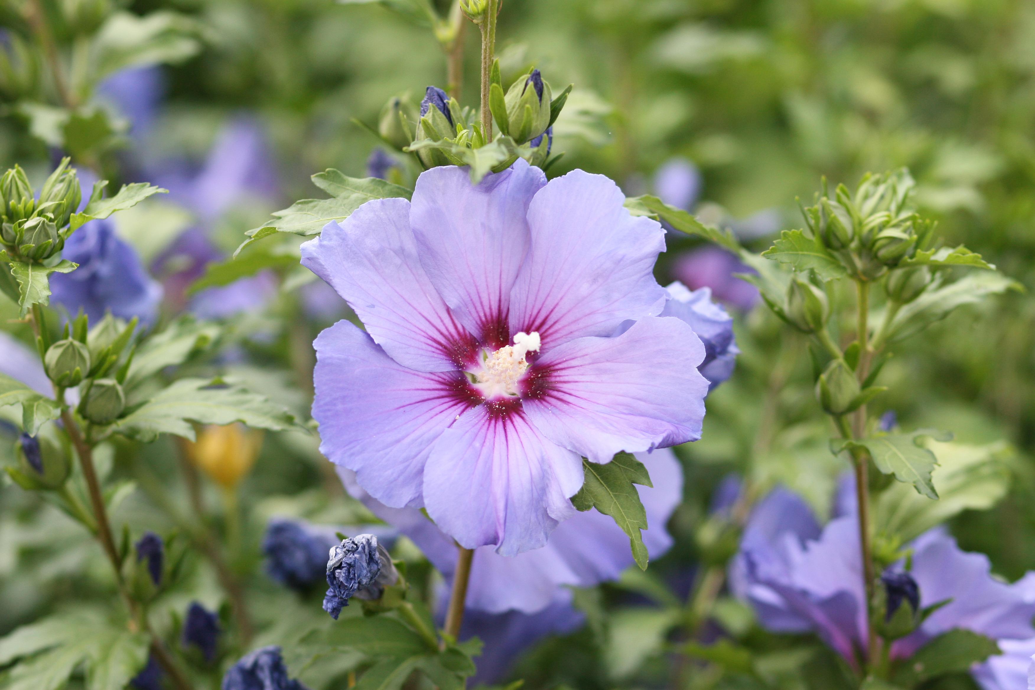 Verzorging Van De Hibiscus De Tuinen Van Appeltern