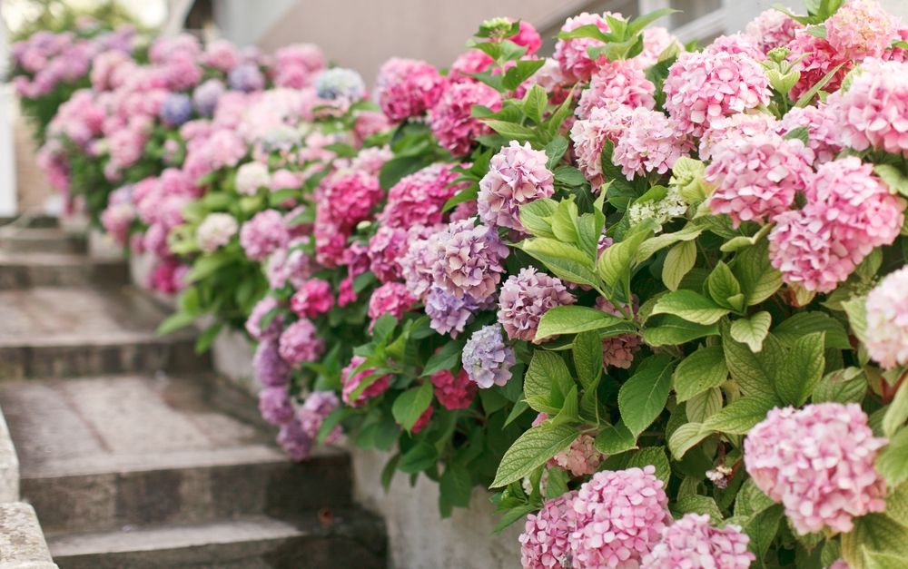 Hoe Verzorg Ik Een Klim Hortensia De Tuinen Van Appeltern