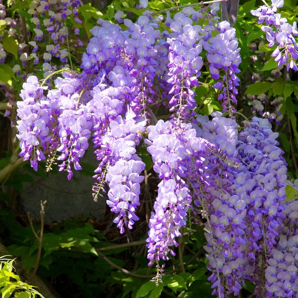 Verzorging Van De Wisteria De Tuinen Van Appeltern