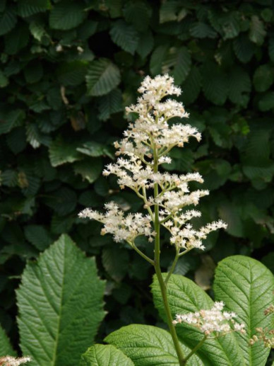 Rodgersia La Blanche Schout Bij Nacht De Tuinen Van Appeltern