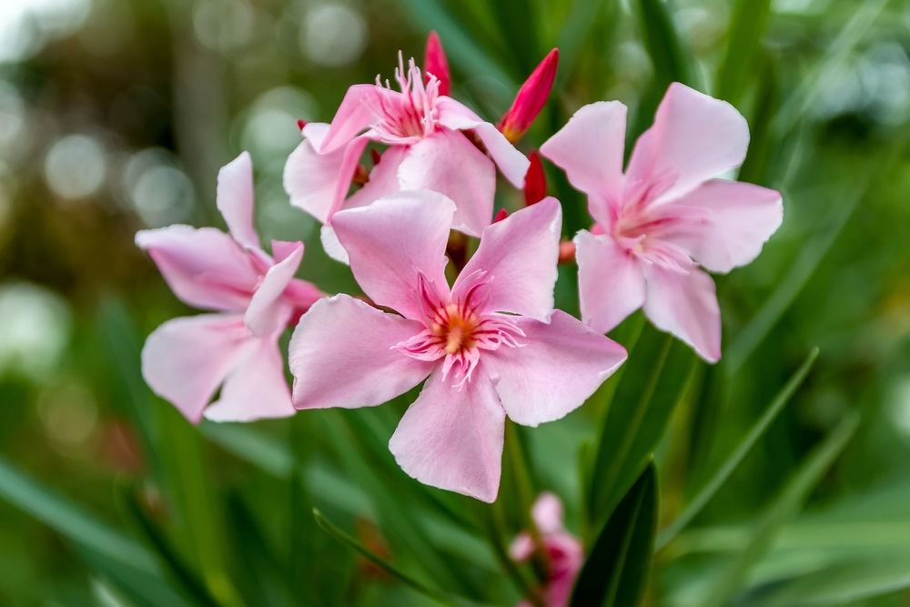 Verzorging Van De Oleander De Tuinen Van Appeltern