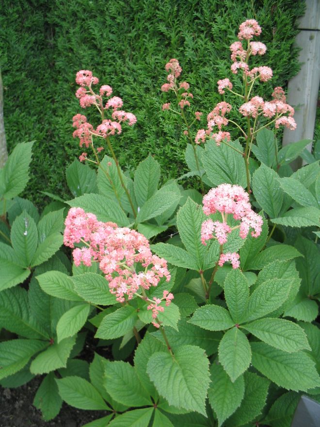 Rodgersia Pinnata Schout Bij Nacht Kijkblad De Tuinen Van Appeltern