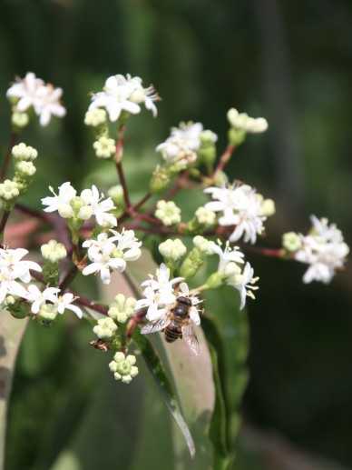 Heptacodium Miconioides Zevenzonenboom De Tuinen Van Appeltern