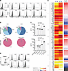 C. difficile–responsive IL-17A+ γδ T cells bear a restricted subset of TCR