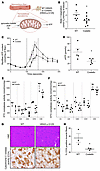 Mitochondrial bioenergetics is altered in situ in the CS mouse heart and sk