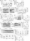 AMPKα2 expression is inhibited by mutant HRAS.