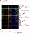 Renal myofibroblasts were derived from pericytes during acute kidney injury