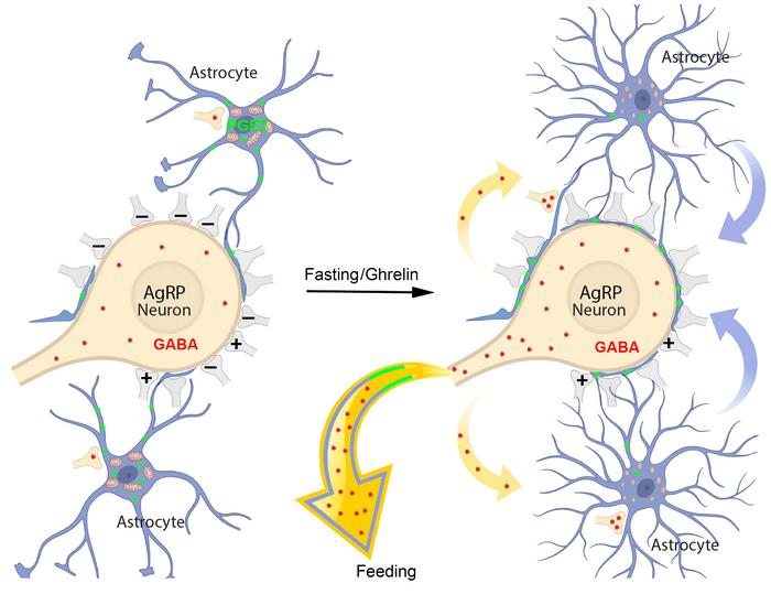 graphical abstract