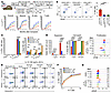 Baricitinib overcomes NK cell–mediated rejection by impairing NK cell survi