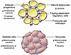 Cellular changes in adipose and skeletal muscle with aging.