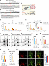 TET3 promotes the association of a chromatin-modifying complex with the Agr