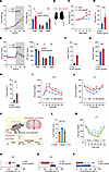 TET3 knockdown in AGRP neurons in female mice induces hyperphagia, obesity,