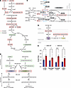 Metabolomic responses in RISP-WT and -KO hearts at 60 days after tamoxifen.