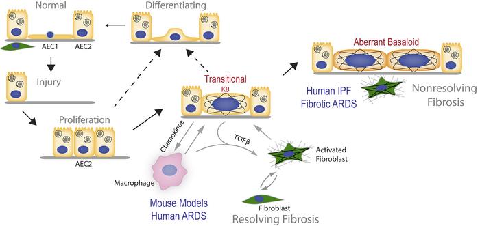 graphical abstract