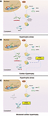 Proposed model for the regulation of mRNA translation and cardiac hypertrop