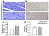 Histological analysis of floxed GC-A and CM GC-A KO hearts. Cardiomyocyte d