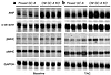 Representative Northern blots. Messenger RNA expression levels of ANP, α-sk